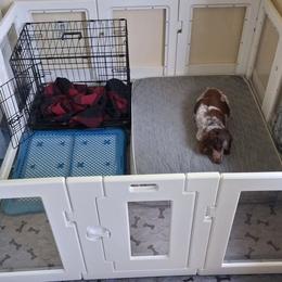 Dachshund puppies from White River Valley Kennel