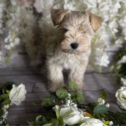 Glinda - Wheaten female Miniature Schnauzer puppy in Edinburg, Texas from Forever Schnauzers