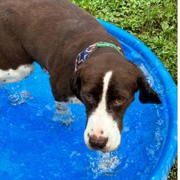 Gracie - English Springer Spaniel