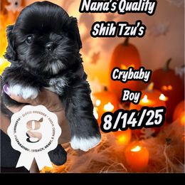 Crybaby - Black and white male Shih Tzu puppy in Sacramento, California from NANA’S  QUALITY SHIH TZU'S