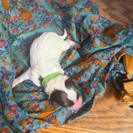 Moon (green) - Red tri-color female Aussiedoodle puppy in Watertown, Wisconsin from Little Bear Paws Aussiedoodles