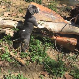 Mountain Cur Puppies from Walnut Ridge Mountain Curs