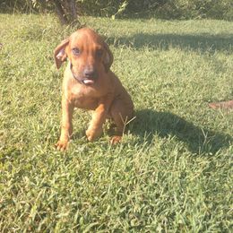 Luna - Rd whtn blk nose female Rhodesian Ridgeback puppy in Carney, Oklahoma from River Run Parson Russell terriers & River Run Ridgebacks