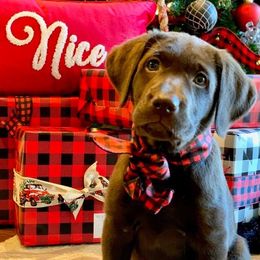 Labrador Retrievers from Puppies Unleashed