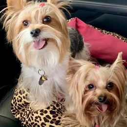 Yorkshire Terriers from Houp House Yorkies
