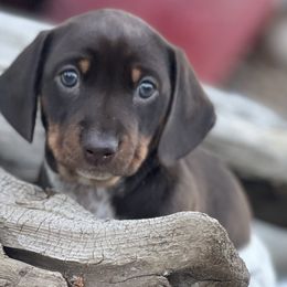 Dachshunds from Penny Huxtable