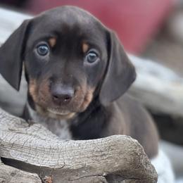 Dachshunds from Penny Huxtable