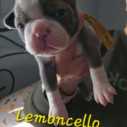 Lemoncello - Blue female Boston Terrier puppy in Kewanee, Illinois from Grandma's Boston Terriers