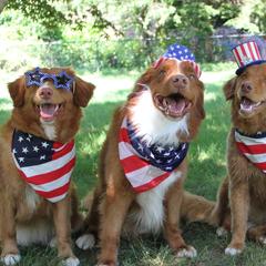 Nova Scotia Duck Tolling Retrievers from Dtails Tollers