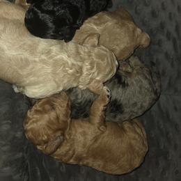 Goldendoodle Puppies from House of Doodles