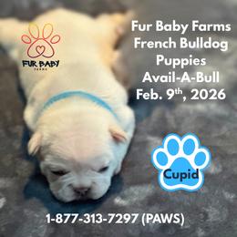 Cupid - Cream male French Bulldog puppy in Michigan from Fur Baby Farms