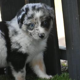 Sammy - Blue merle male Australian Shepherd puppy in Oak Hill, Florida from Swingin T Ranch LLC