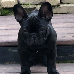 French Bulldogs from Roje’s