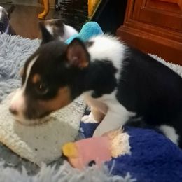 Lime Green Collar Boy 4 - Black brindle and white male Basenji puppy in Tuttle, Oklahoma from Steadfast Farm (SFF)