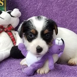 Russell Terrier Puppies from Hearthrob Haven