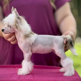 Hairless Girl 2 - Slate female Chinese Crested puppy in Hollywood, Florida from Candela Chinese Cresteds