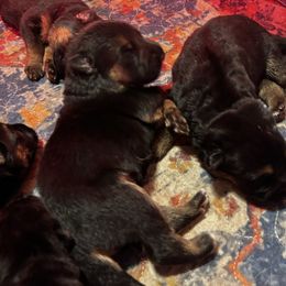 Lt. Blue - Black and red male German Shepherd puppy in Puyallup, Washington from Majestic Royal German Shepherd’s