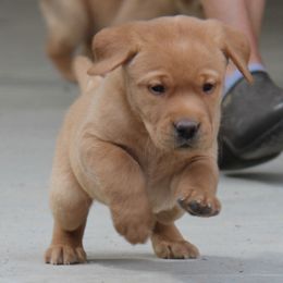 Labrador Retriever Puppies from Trapper Creek Labradors