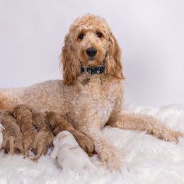 Cockapoo and Goldendoodle Puppies from Vino and Vespa Doodles