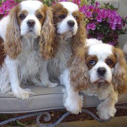 Cavalier King Charles Spaniels from John White