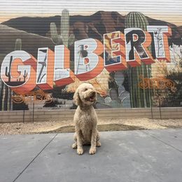 June - Goldendoodle