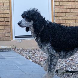 Doberman Pinschers, Miniature Bull Terriers, and Poodles from Wee Adventure Tails