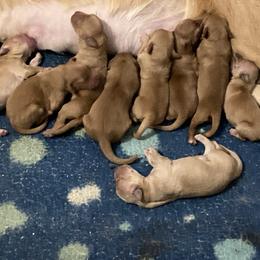 Boy 3 - Golden male Golden Retriever puppy in Sacramento Area, California from Gold Country Golden Retrievers