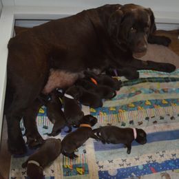 Labrador Retriever Puppies from Anaquassacook Labradors