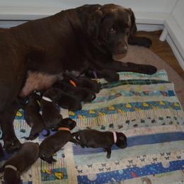 Labrador Retriever Puppies from Anaquassacook Labradors