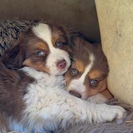 Drift - Red tri female Miniature Australian Shepherd puppy in Shingletown, California from Whiskeytown Aussies