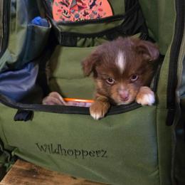 Mamba - Red tri male Miniature Australian Shepherd puppy in Arlington, Texas from CopperHead Aussies
