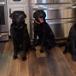 Labrador Retrievers from Floyd Jensen