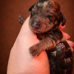Ember - Dapple female Dachshund puppy in Hiddenite, North Carolina from Dannie's Doxies