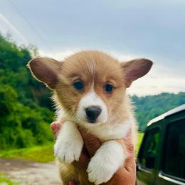 Bennington - Red male Pembroke Welsh Corgi puppy in Manchester, Kentucky from Riverside Corgis