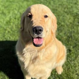 Muffin - Golden Retriever