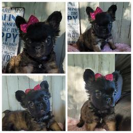Girl 1 - Fawn brindle and white female French Bulldog puppy in Plymouth, Utah from Country Sunshine