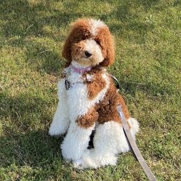 Kalani - Poodle
