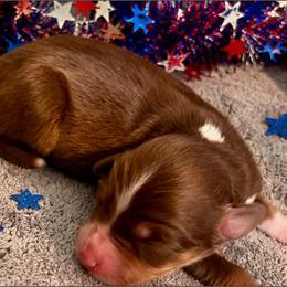 Teddy - Red tri-color male Miniature American Shepherd puppy in Colorado Springs, Colorado from Valkyrie Adventures