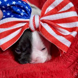 Star Spangled Banner Litter-Jubilee - Brindle and white female French Bulldog puppy in Kalispell, Montana from Grace & Grit Frenchies