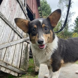 Cammie  - American Corgi