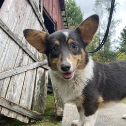 Cammie  - American Corgi