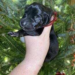 Sally - Black female Great Dane puppy in Spartanburg, South Carolina from Pawlmetto Danes