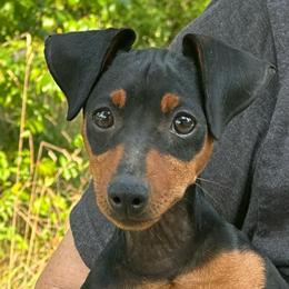 Rumor - Black and rust male Miniature Pinscher puppy in Nashville, Tennessee from Aztex Min Pins