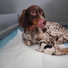 Llewellin Setter Puppies from Stoneforged Setters