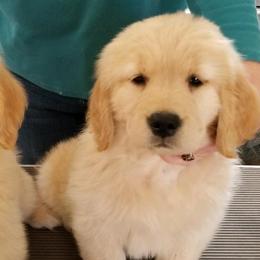 Golden Retrievers from Musicur Kennels