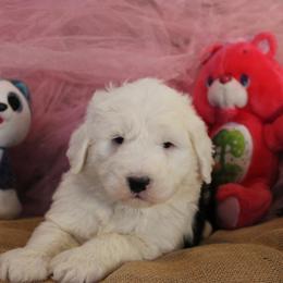 AKC Millie - Gray and white female Old English Sheepdog puppy in Fair Grove, Missouri from Prata's OES