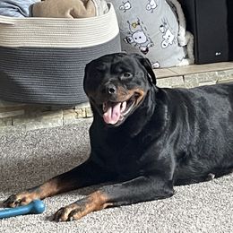 Prim - Rottweiler