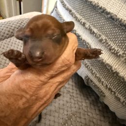 Rambler - Red male Dachshund puppy in Russellville, Arkansas from Cains River Valley Dachshunds