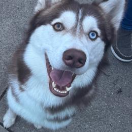Poseidon - Brown and white male Siberian Husky puppy in Columbus, Nebraska from Happy Howlin' Smokey Mountain Huskies