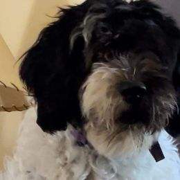 Roxy - Portuguese Water Dog